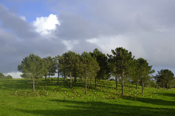 Farm Walks