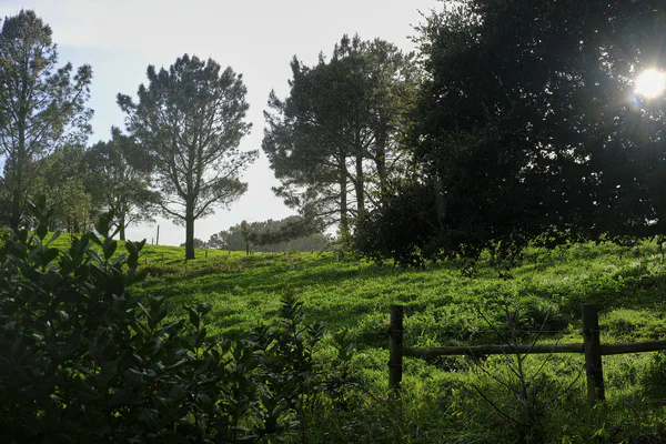 Farm Walks