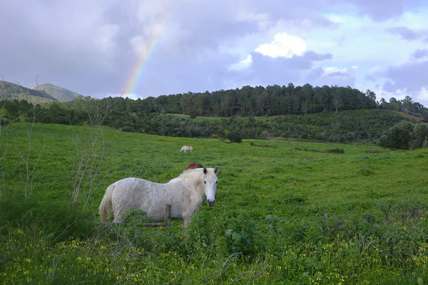 Farm Walks