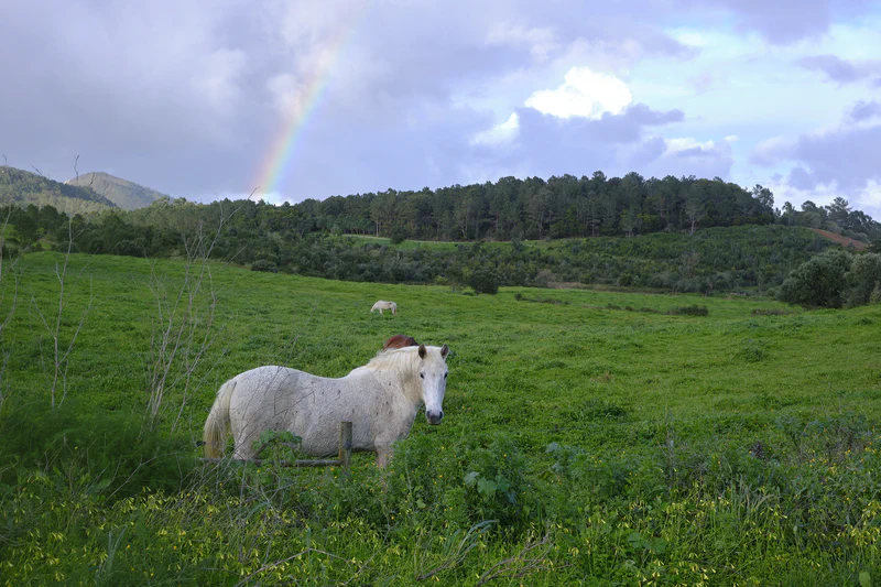 Farm Walks