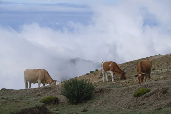 Madeira