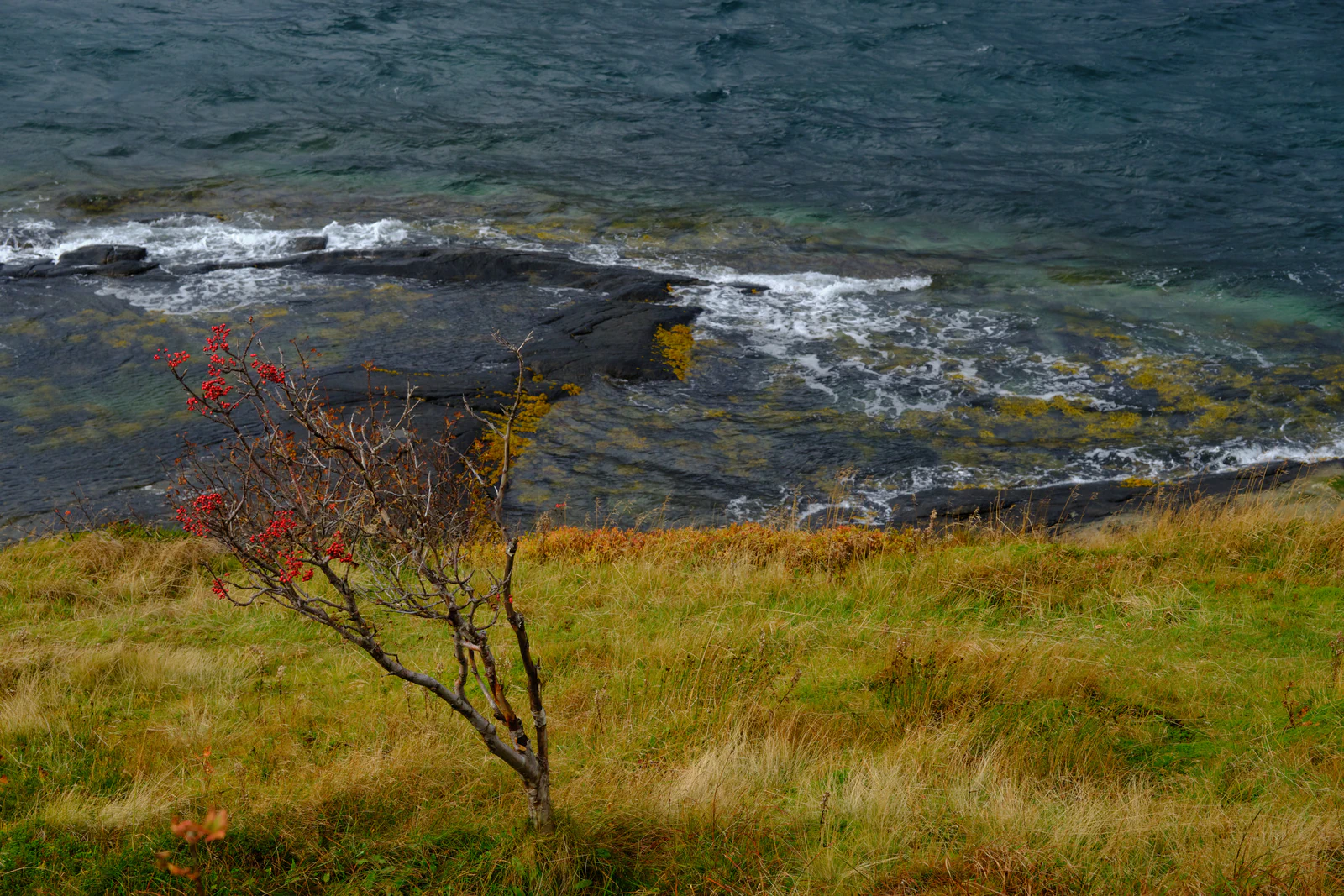 Rowan tree in the wind by the sea