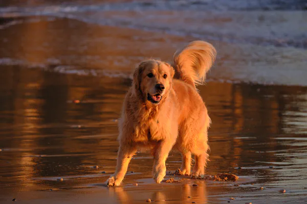 Walk to the Beach