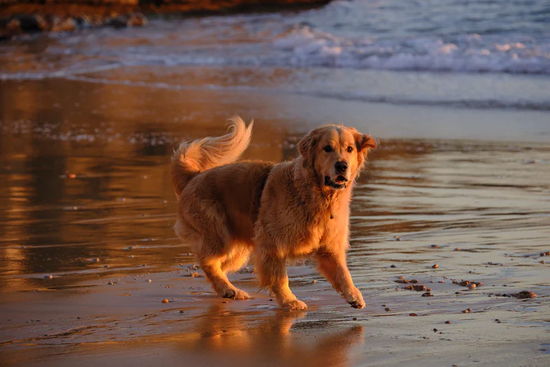 Walk to the Beach