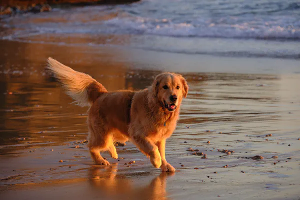Walk to the Beach