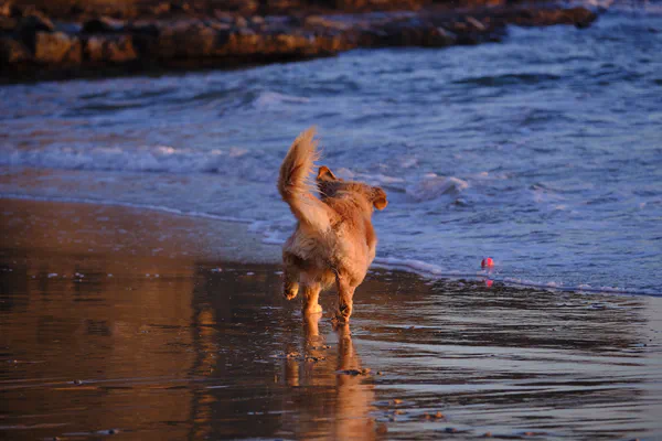 Walk to the Beach