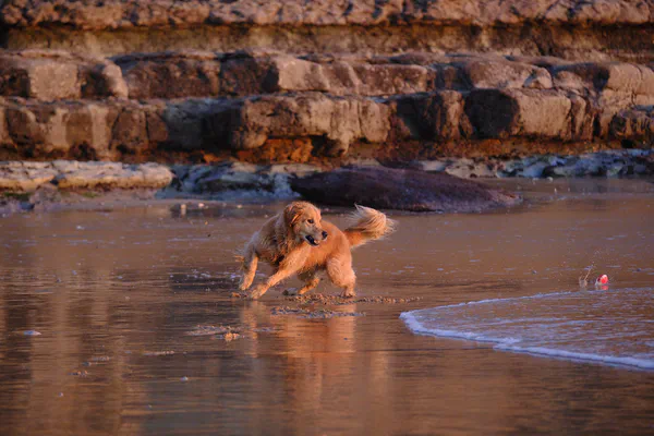 Walk to the Beach